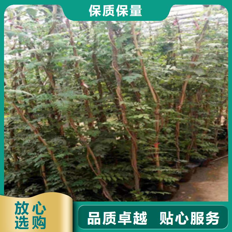 宿根花卉五一國慶草花批發(fā)服務(wù)始終如一
