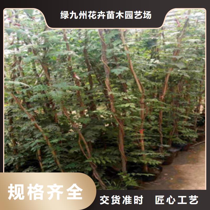 宿根花卉五一國(guó)慶草花批發(fā)實(shí)拍展現(xiàn)