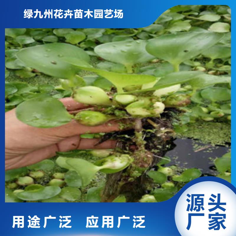 宿根花卉水生植物/荷花睡蓮客戶信賴的廠家