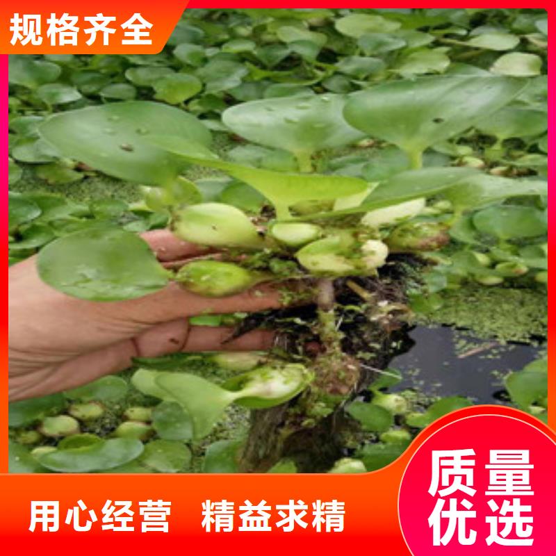 宿根花卉时令花卉/绿化草花价格工艺成熟