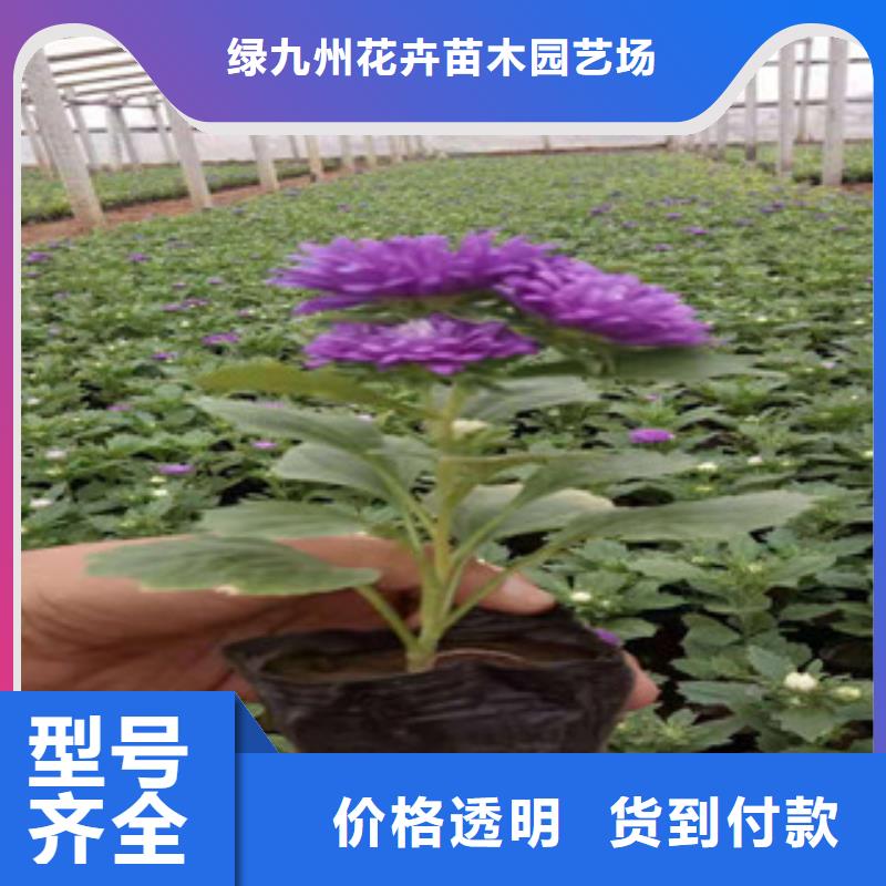 宿根花卉宿根花卉基地量少也做
