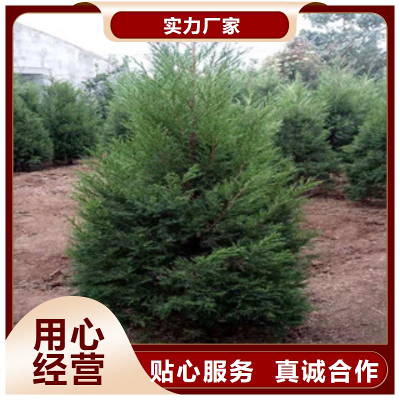 宿根花卉五一國(guó)慶草花批發(fā)實(shí)拍展現(xiàn)