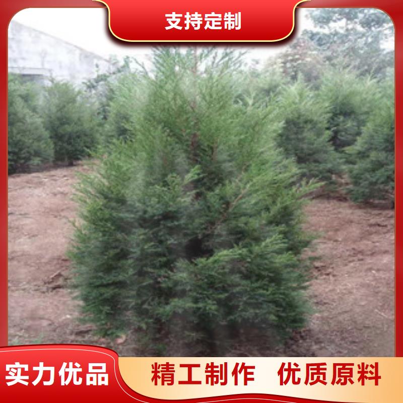 宿根花卉耐寒耐旱草花基地生產(chǎn)安裝