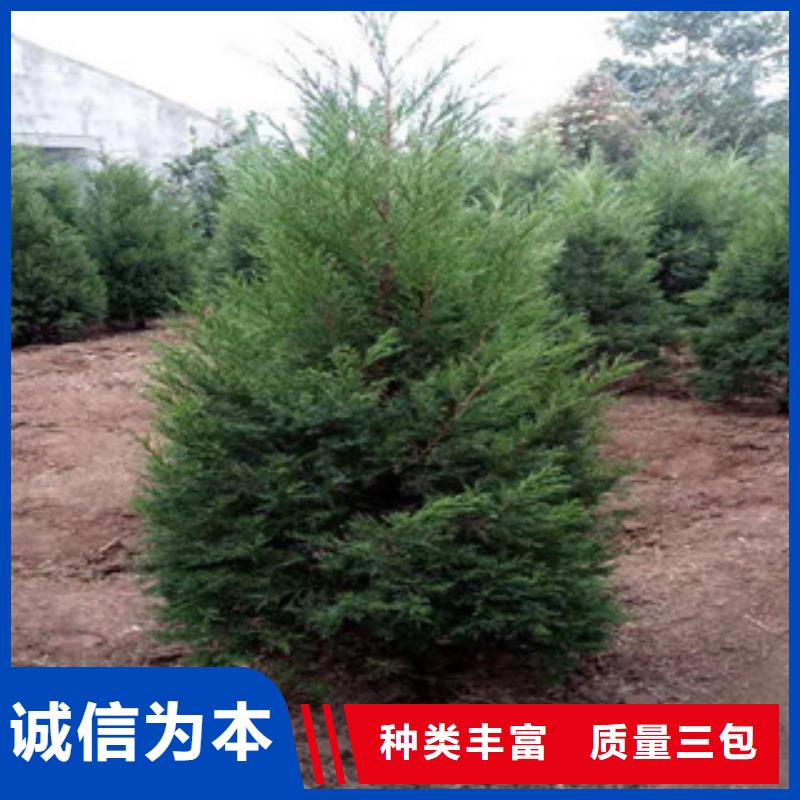 宿根花卉柳葉馬鞭草/薰衣草定制批發(fā)