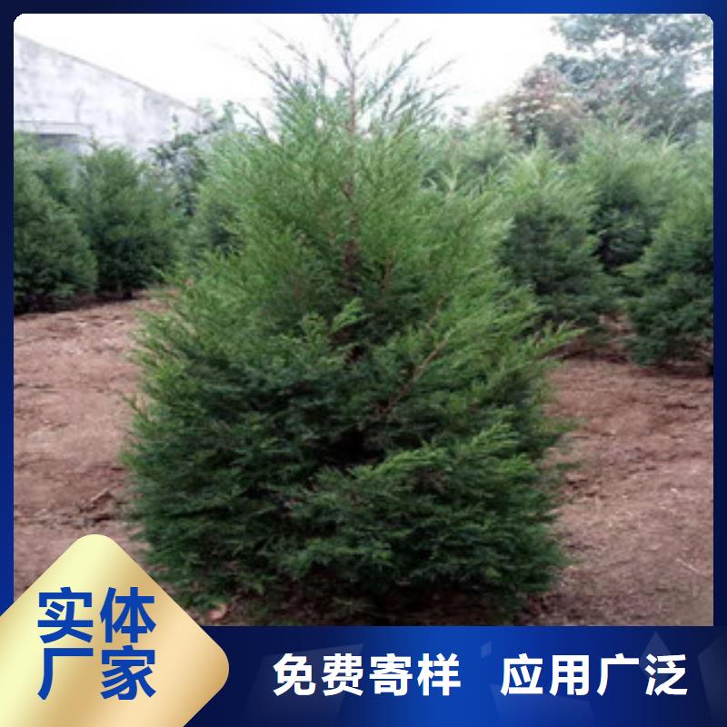 宿根花卉五一國(guó)慶草花批發(fā)無(wú)中間商廠家直銷