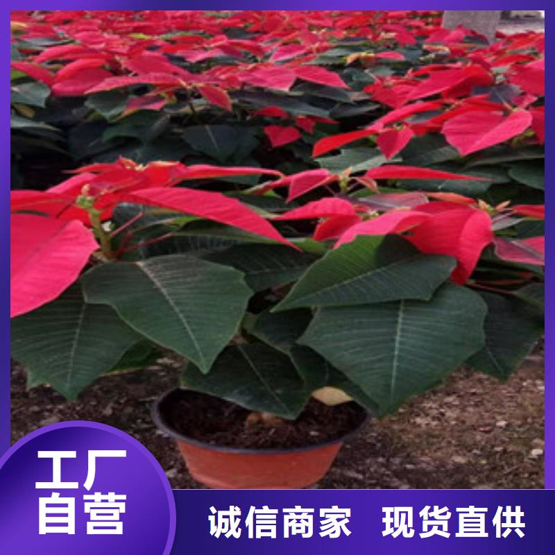 宿根花卉_時令花卉/綠化草花價格用品質(zhì)贏得客戶信賴