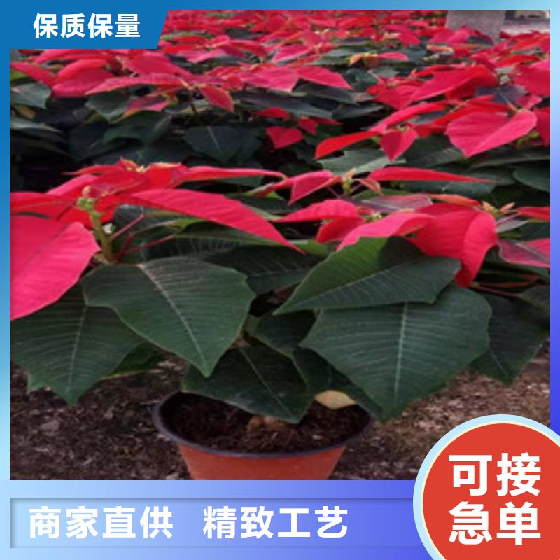 宿根花卉柳葉馬鞭草/薰衣草源廠定制