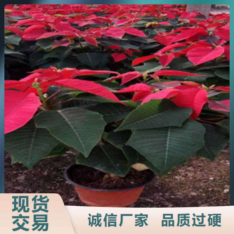 宿根花卉水生植物/荷花睡莲品质做服务