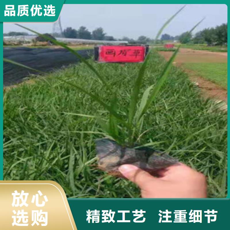 宿根花卉柳葉馬鞭草/薰衣草廠家