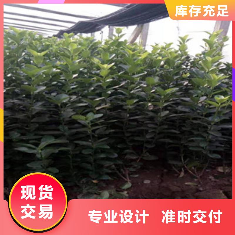 宿根花卉五一國慶草花批發(fā)服務(wù)始終如一