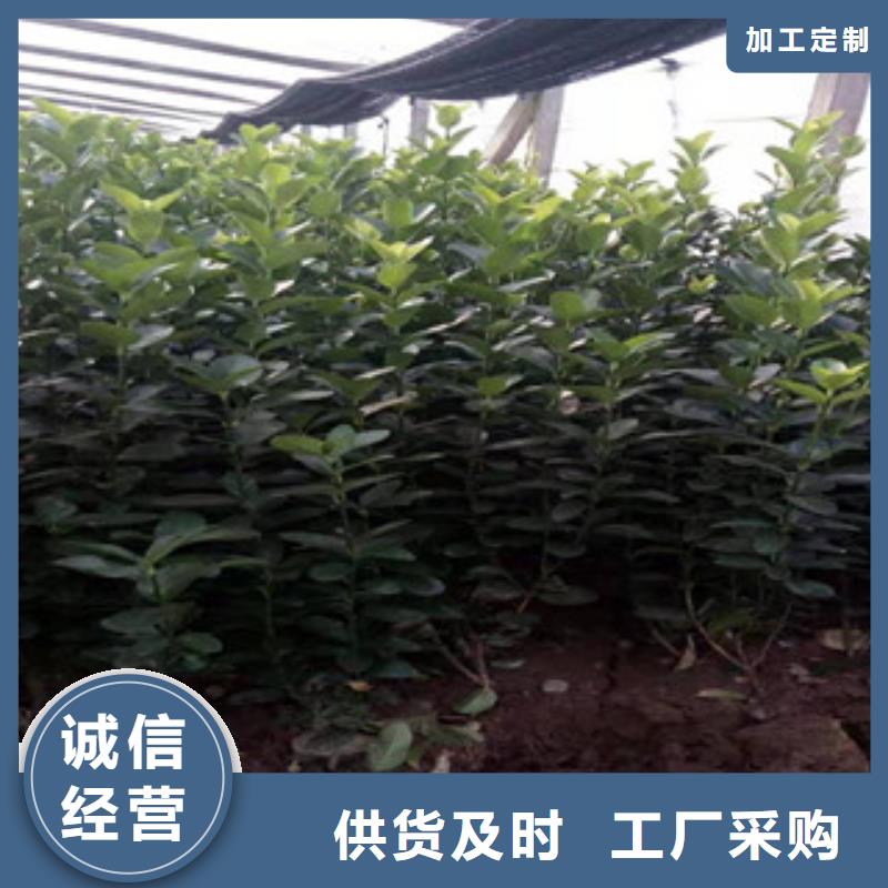 宿根花卉,時令花卉/綠化草花價格現(xiàn)貨直供