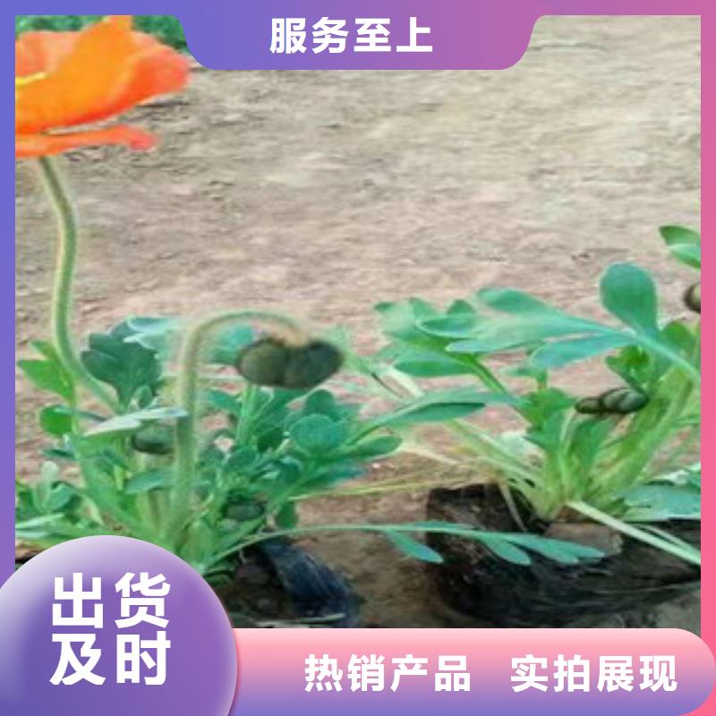宿根花卉_鲁冰花/粉黛乱子草免费回电