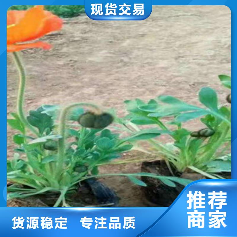 宿根花卉五一国庆草花批发无中间商厂家直销