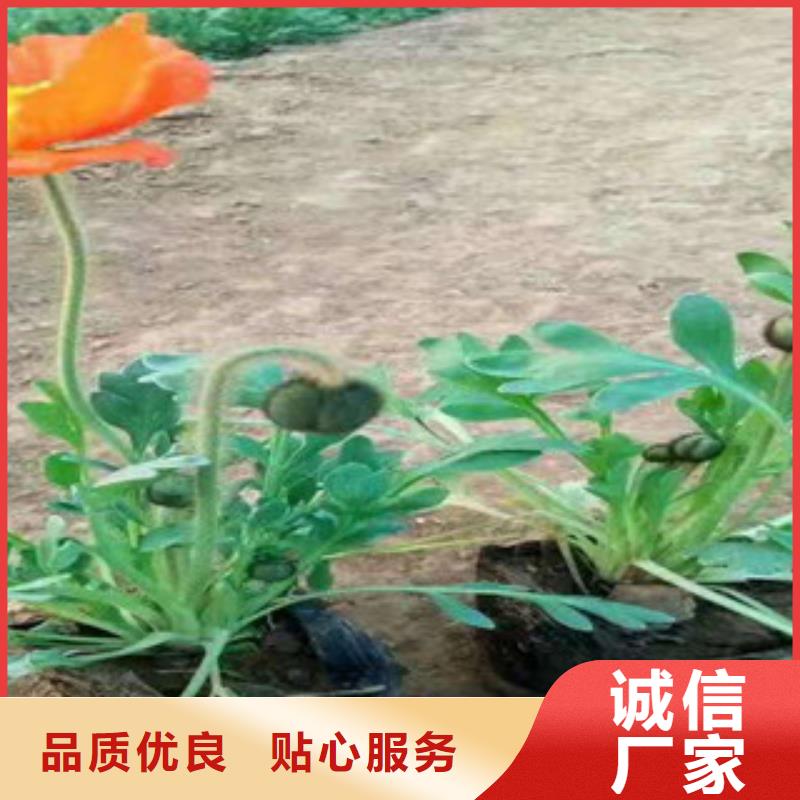 宿根花卉,宿根花卉基地一站式供应厂家