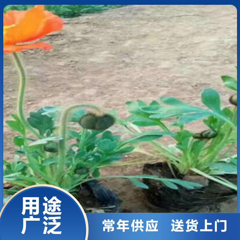 宿根花卉-时令花卉/绿化草花价格细节严格凸显品质