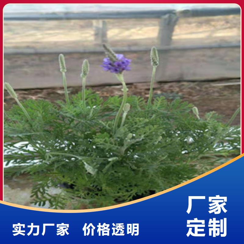 宿根花卉时令花卉/绿化草花价格符合行业标准