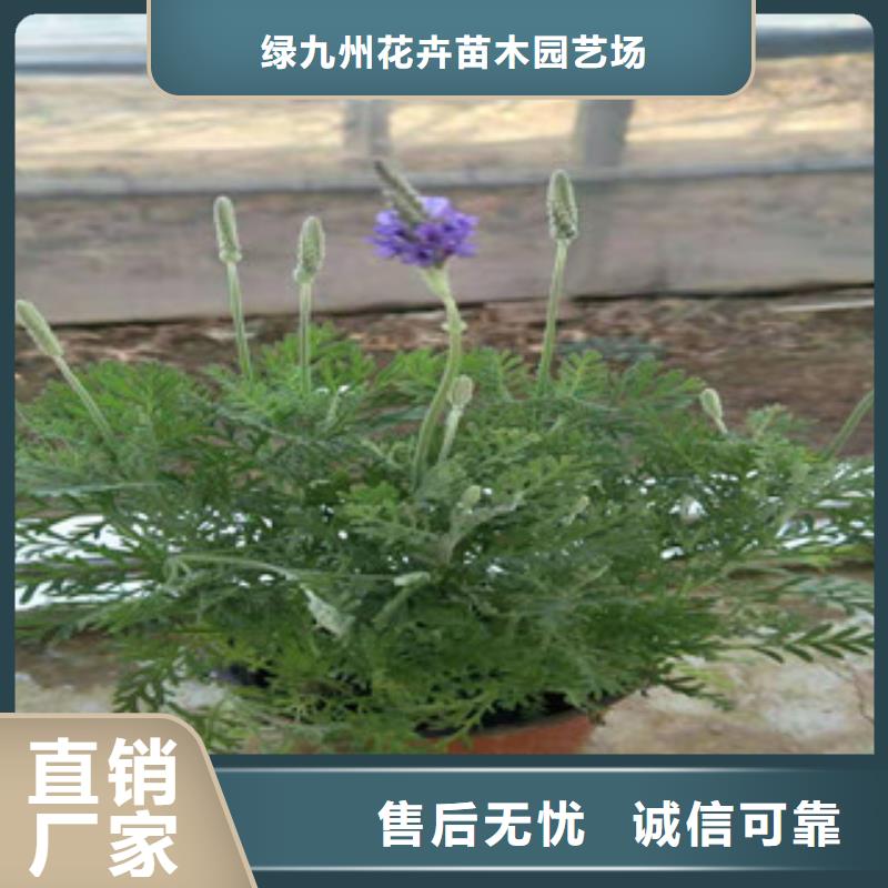 宿根花卉-花海景观工程交货准时
