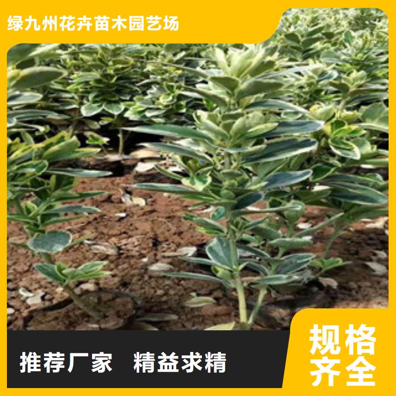 宿根花卉宿根花卉基地产地货源