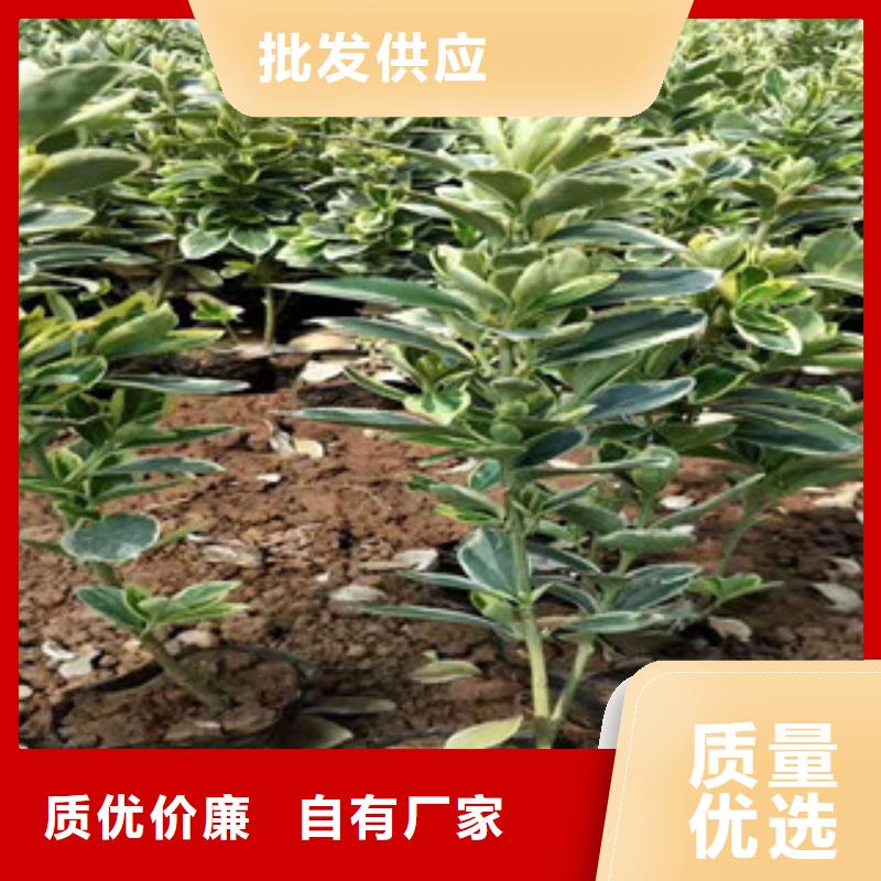 宿根花卉_鲁冰花/粉黛乱子草免费回电