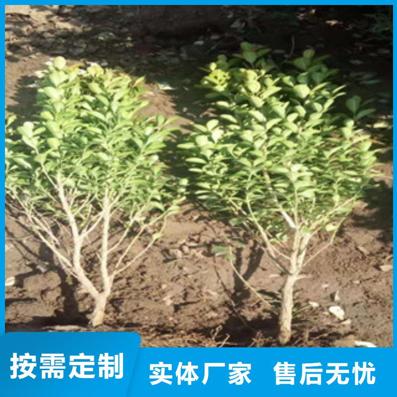 宿根花卉观赏草/蒲苇狼尾草快捷的物流配送