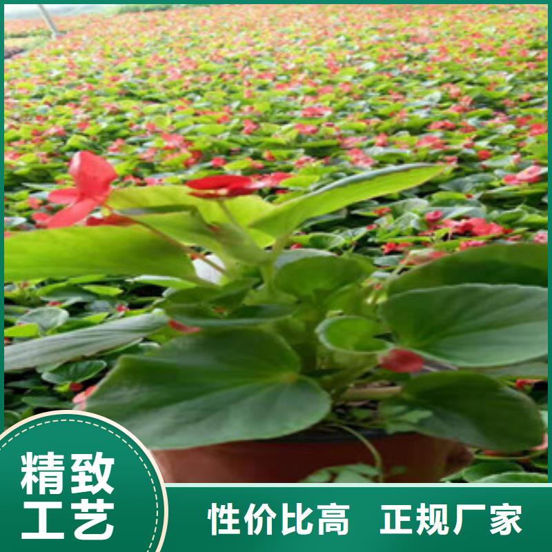 宿根花卉柳叶马鞭草/薰衣草支持非标定制