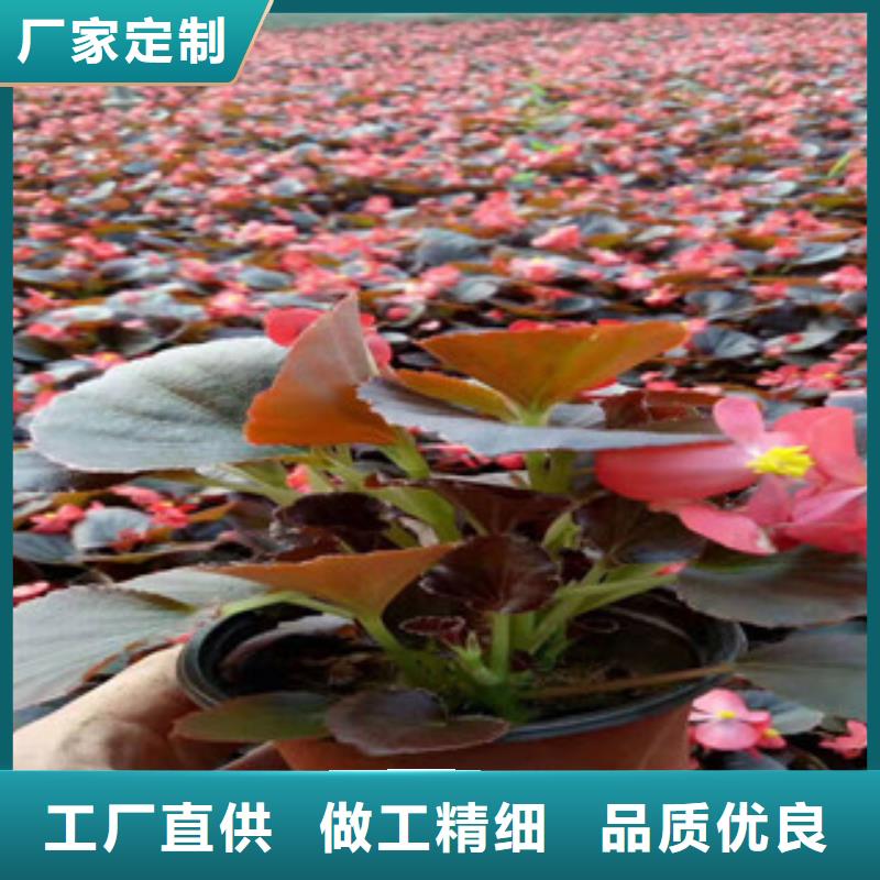 宿根花卉-觀賞草/蒲葦狼尾草品質(zhì)服務(wù)誠信為本