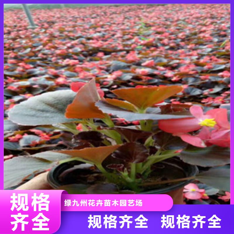宿根花卉五一國慶草花批發(fā)服務(wù)始終如一