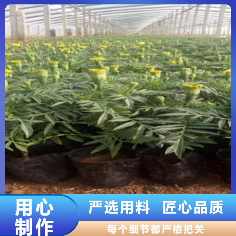 宿根花卉,宿根花卉基地一站式供应厂家