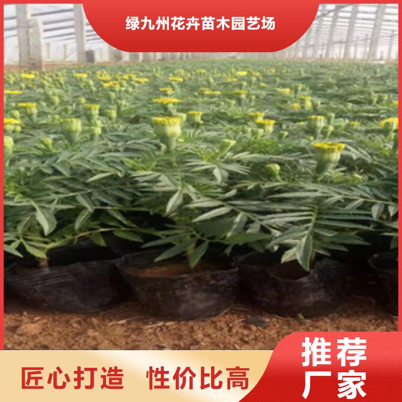 宿根花卉-水生植物/荷花睡莲行业优选