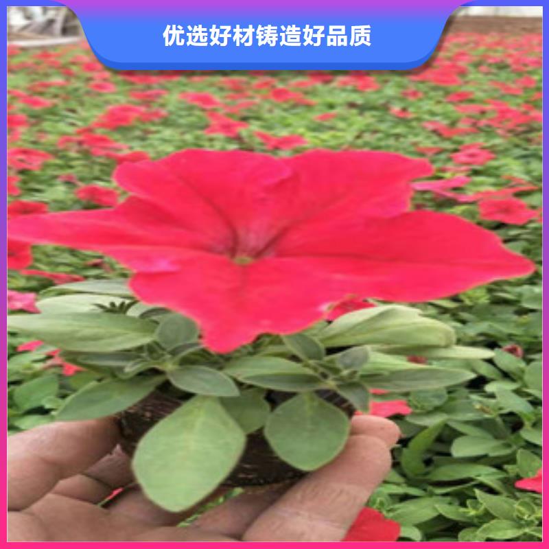 宿根花卉柳葉馬鞭草/薰衣草實力優(yōu)品