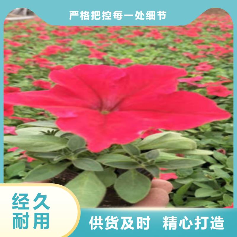 宿根花卉柳葉馬鞭草/薰衣草定制批發(fā)