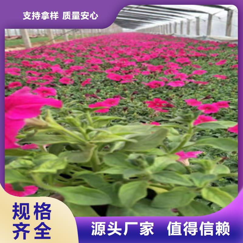 宿根花卉五一國慶草花批發(fā)實(shí)拍展現(xiàn)