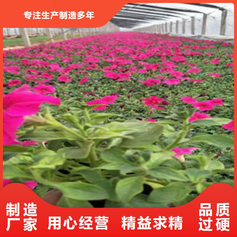 宿根花卉宿根花卉基地产地货源