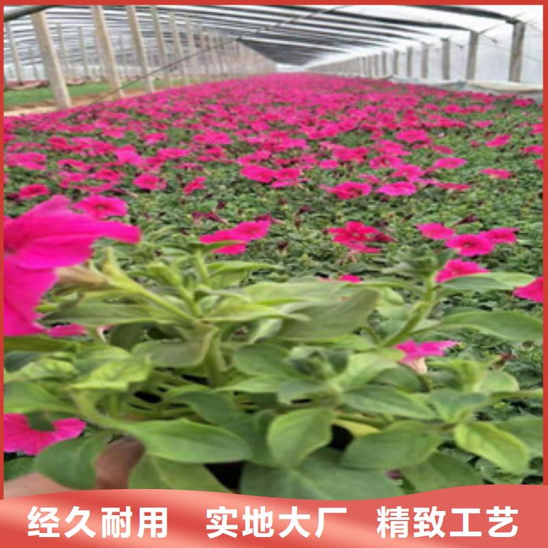宿根花卉花海景观工程生产厂家