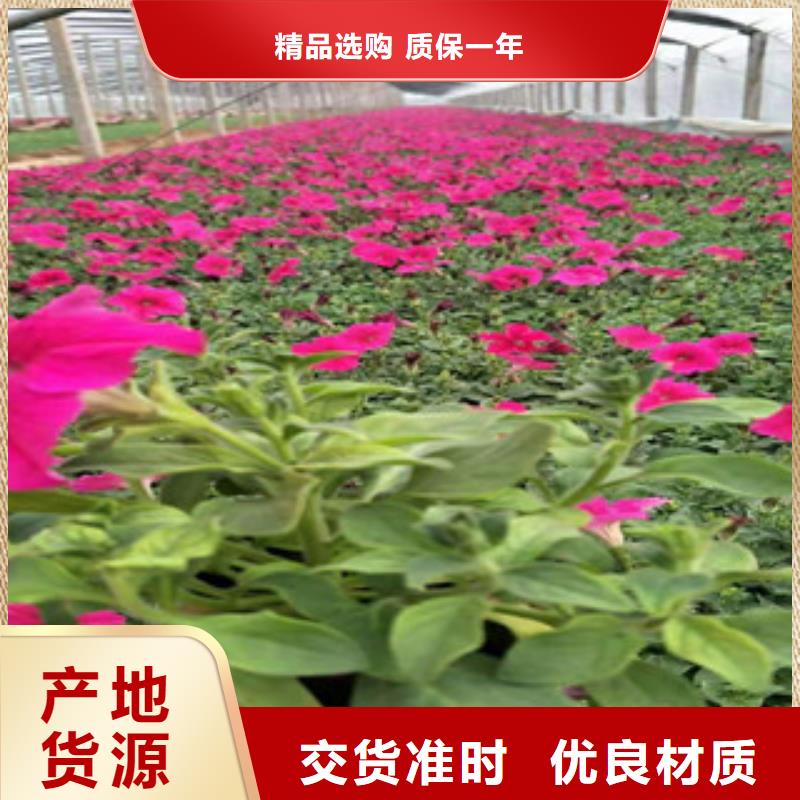 宿根花卉宿根花卉基地联系厂家
