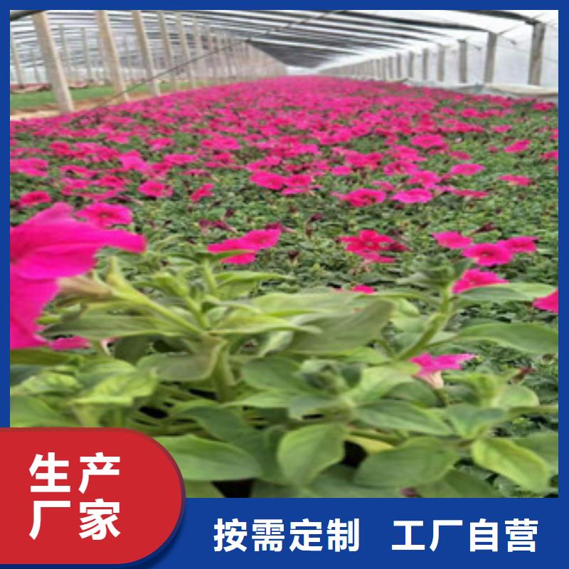 宿根花卉柳葉馬鞭草/薰衣草定制批發(fā)