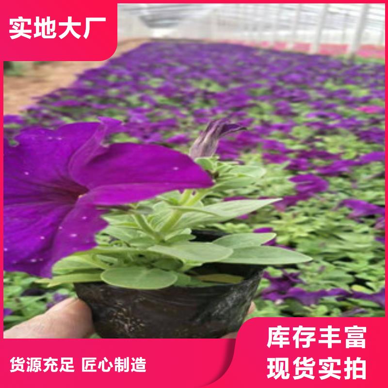 宿根花卉宿根花卉基地产地货源