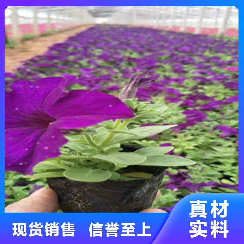 宿根花卉观赏草/蒲苇狼尾草快捷的物流配送