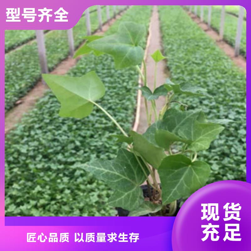 宿根花卉耐寒耐旱草花基地生產(chǎn)安裝