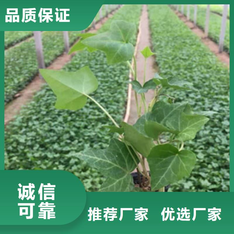 宿根花卉五一國(guó)慶草花批發(fā)實(shí)拍展現(xiàn)
