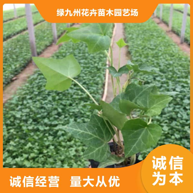 宿根花卉水生植物/荷花睡蓮客戶(hù)信賴(lài)的廠家