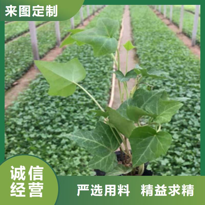 宿根花卉观赏草/蒲苇狼尾草快捷的物流配送