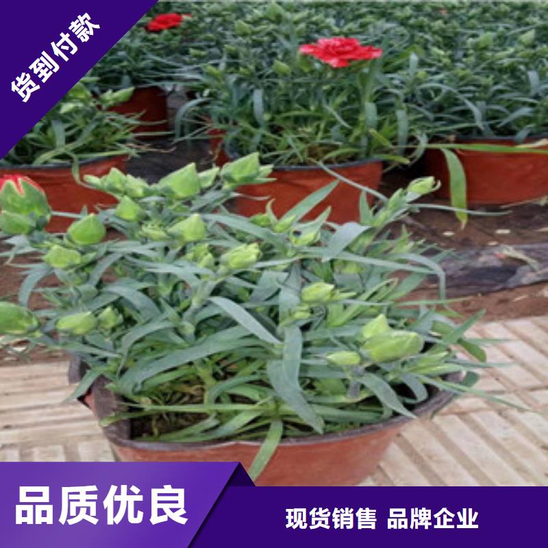 宿根花卉柳葉馬鞭草/薰衣草定制批發(fā)