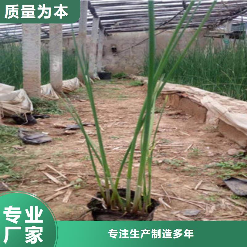 宿根花卉时令花卉/绿化草花价格工艺成熟