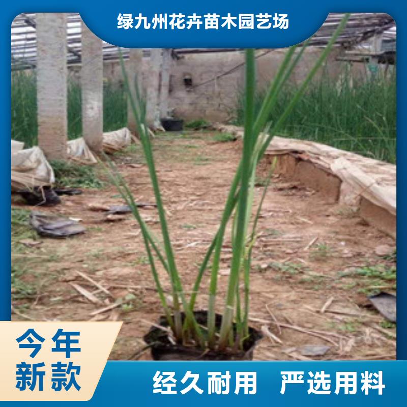 宿根花卉柳葉馬鞭草/薰衣草定制批發(fā)