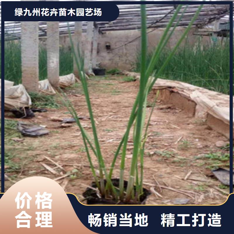 宿根花卉,時令花卉/綠化草花價格現(xiàn)貨直供