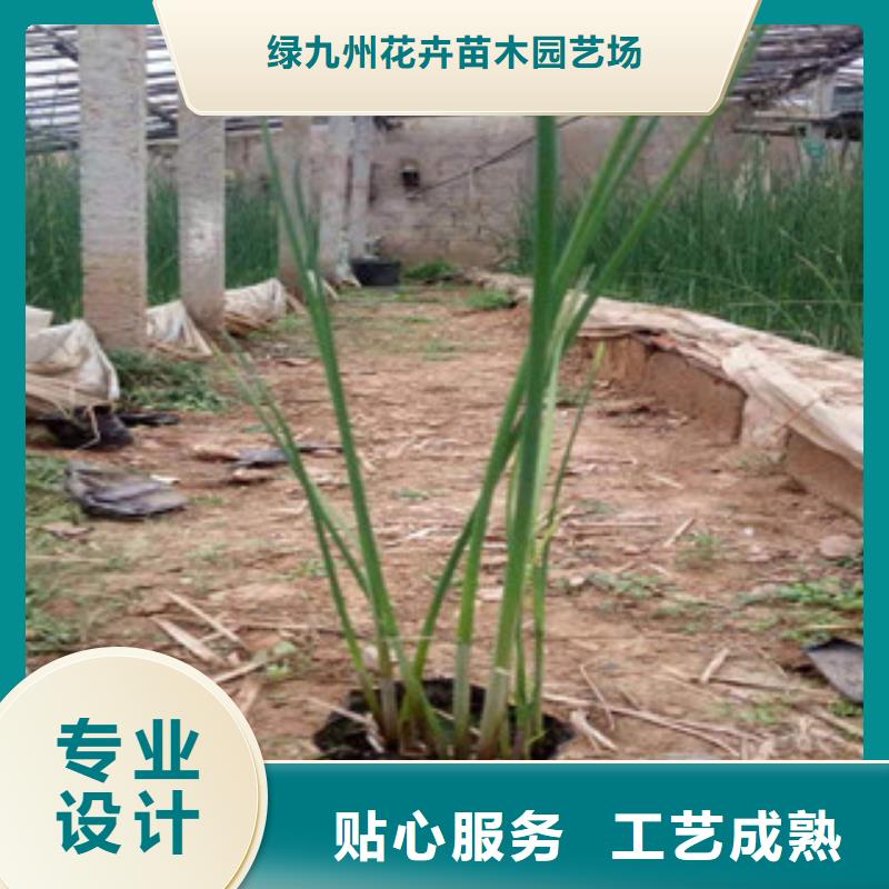 宿根花卉观赏草/蒲苇狼尾草快捷的物流配送