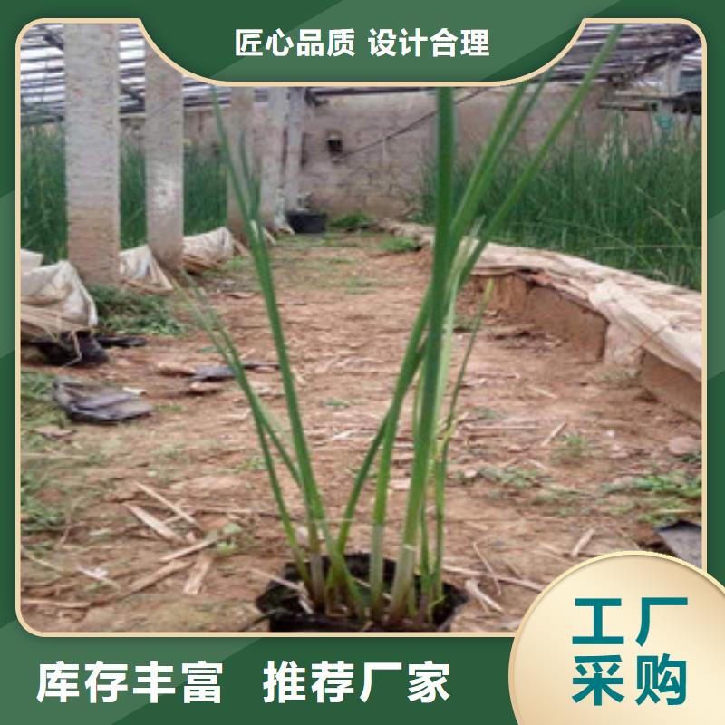 宿根花卉-觀賞草/蒲葦狼尾草品質(zhì)服務(wù)誠信為本