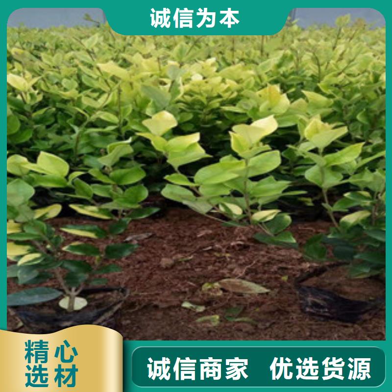 宿根花卉,耐寒耐旱草花基地品質(zhì)之選