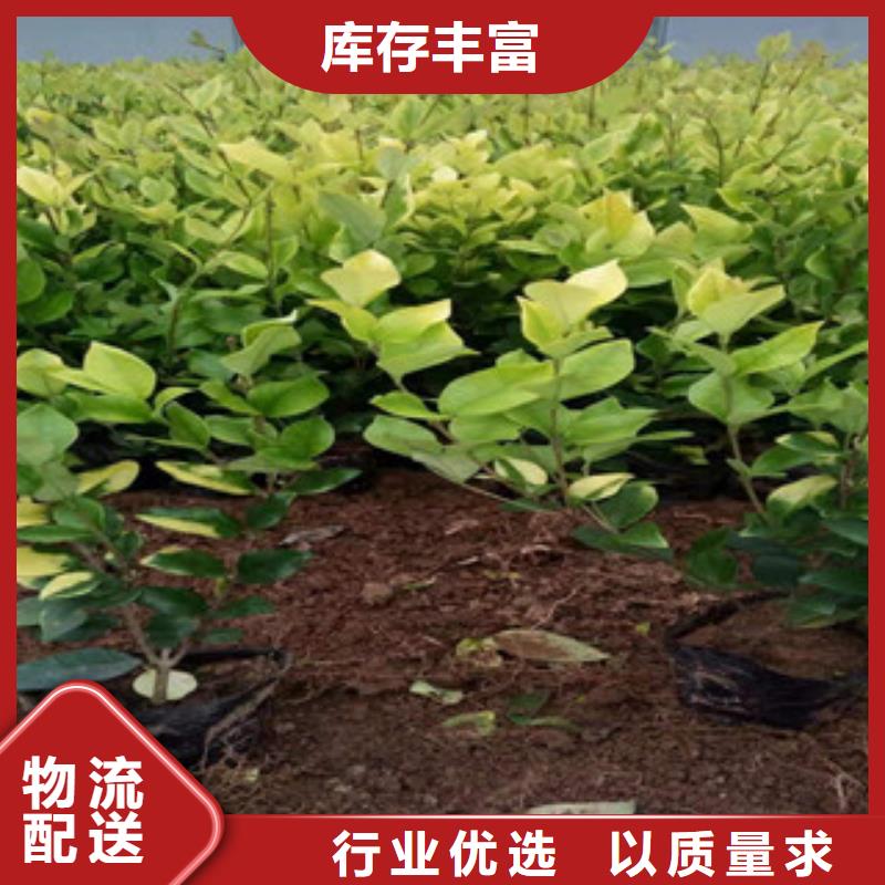 宿根花卉,時令花卉/綠化草花價格現(xiàn)貨直供